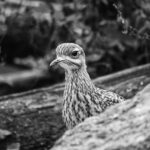 detailed bird illustration