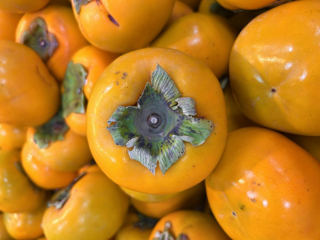 fresh persimmons on tree