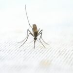 malaria parasite research