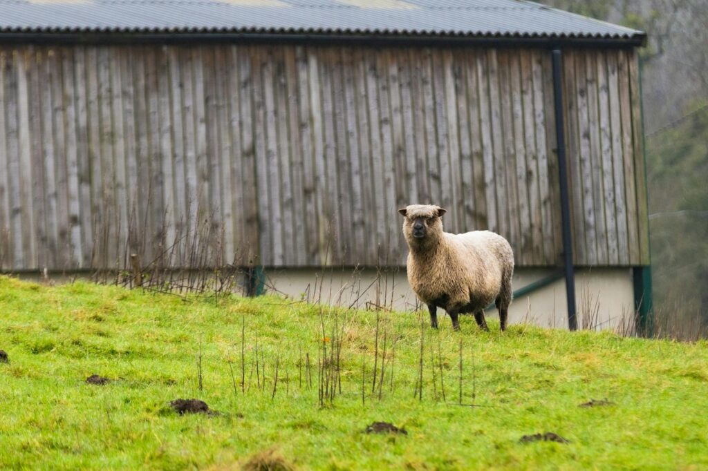 Shaun the Sheep farm