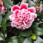 Camellia Kath 1970s