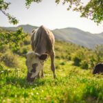 Mila Volovich value cost