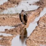 Pasha and Rachel Riley